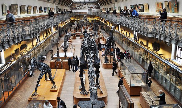 La Galleria di Paleontologia e Anatomia Comparata a Parigi: evoluzionismo, arte e storia