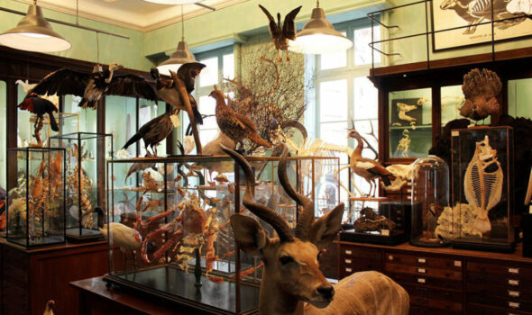 La Maison Deyrolle, un “Cabinet de curiosités” unico al mondo