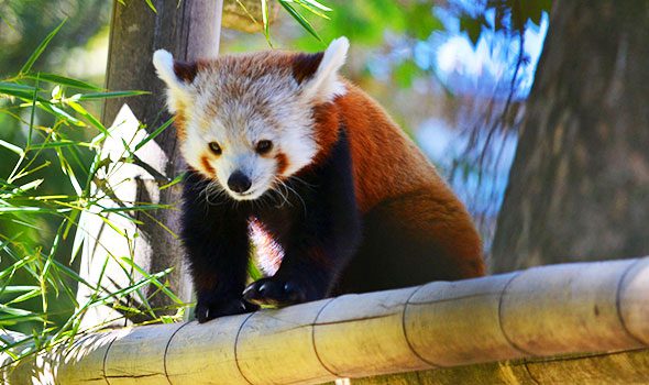 La Ménagerie du Jardin des Plantes, uno degli zoo più antichi ed affascinanti al mondo