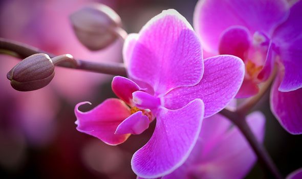 Mille et une Orchidées