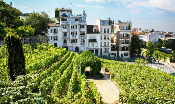 Clos Montmartre: l’antica Vigna sulla collina più famosa di Parigi