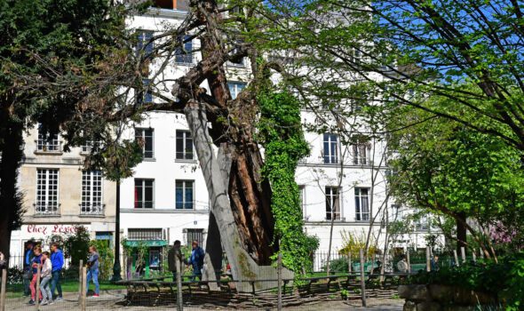 L’albero più vecchio di Parigi, sopravvissuto a 4 secoli di battaglie e rivoluzioni